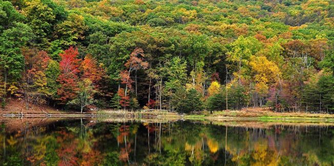 A serene lake reflects a dense forest in autumn, with trees displaying a mix of green, yellow, orange, and red foliage. The forested hillside and the calm water create a vibrant and peaceful natural scene.